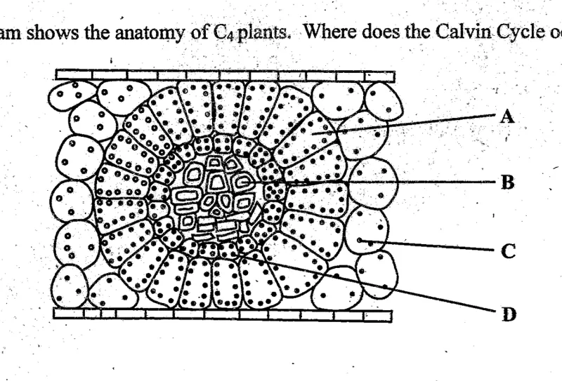 Diagram for Biology Paper 1 June 2004 Question 18