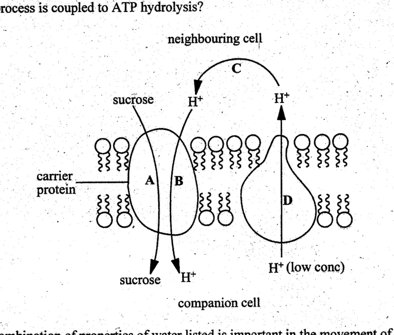 Diagram for Biology Paper 1 June 2004 Question 23