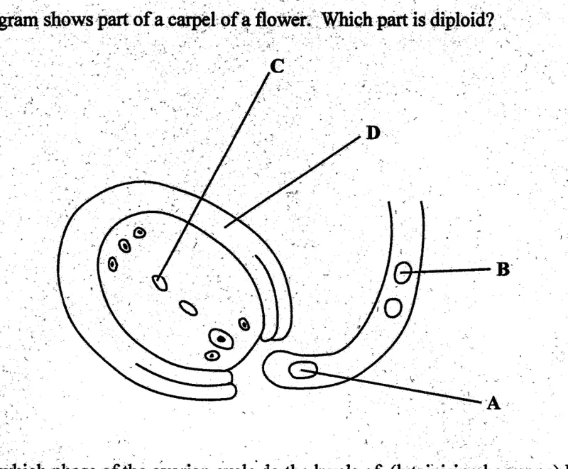 Diagram for Biology Paper 1 June 2004 Question 33
