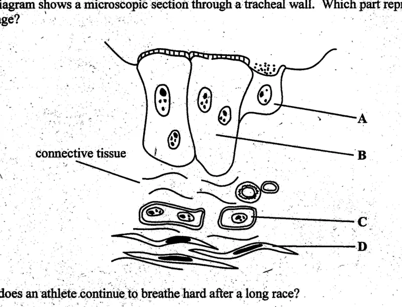 Diagram for Biology Paper 1 June 2004 Question 37