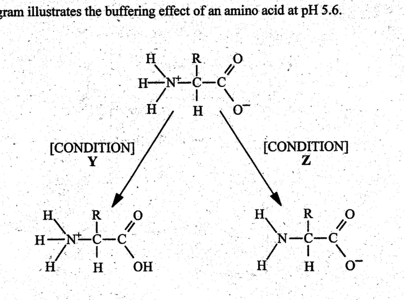 amino acids and buffering - ZIMSEC Biology past paper diagram