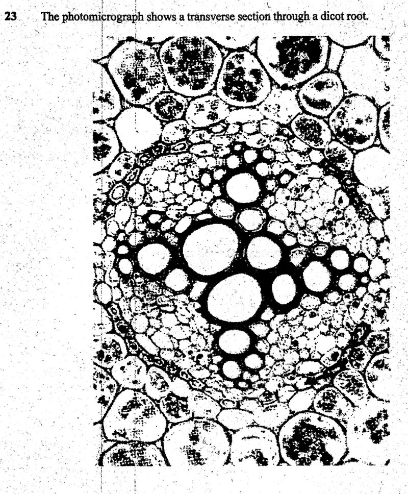 Diagram for Biology Paper 1 November 2004 Question 23