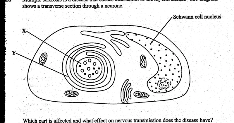 Diagram for Biology Paper 1 November 2004 Question 28