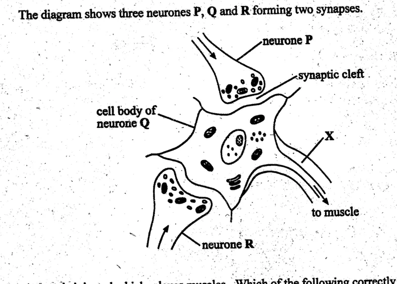 Diagram for Biology Paper 1 November 2004 Question 29