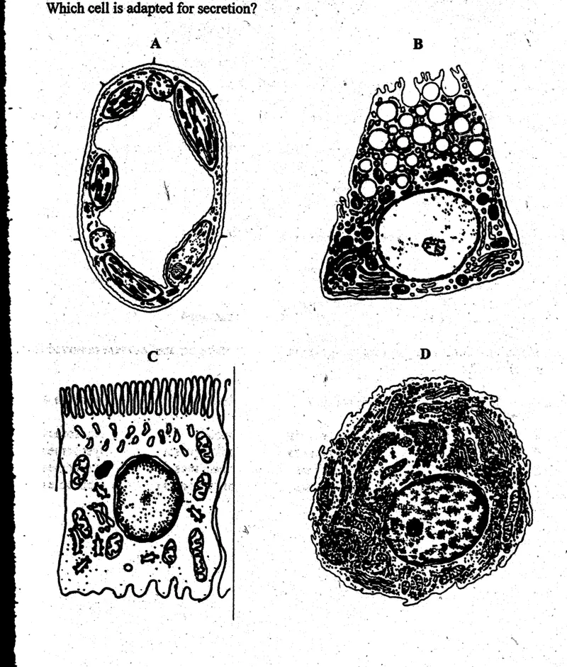 cell structure - ZIMSEC Biology past paper diagram
