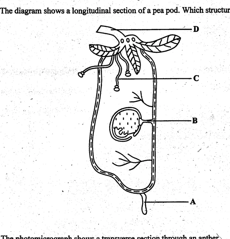 Diagram for Biology Paper 1 November 2004 Question 34
