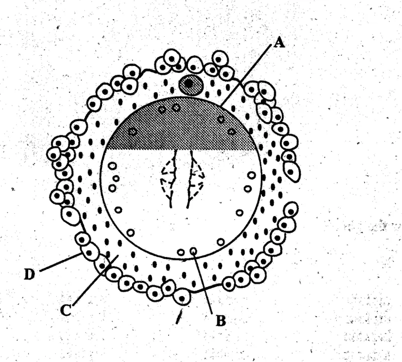 Diagram for Biology Paper 1 November 2004 Question 37