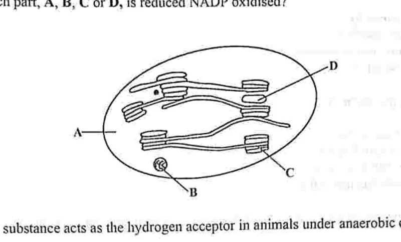Diagram for Biology Paper 1 November 2022 Question 15