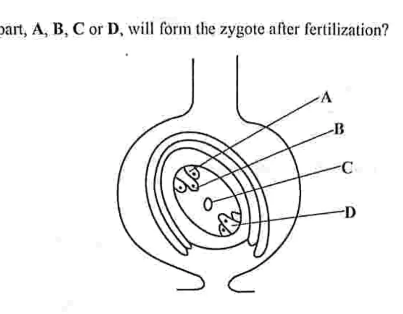 Diagram for Biology Paper 1 November 2022 Question 31