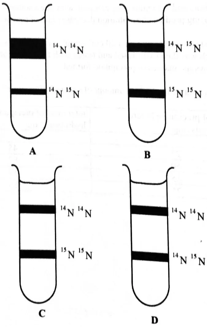 Diagram for Biology Paper 1 November 2023 Question 11