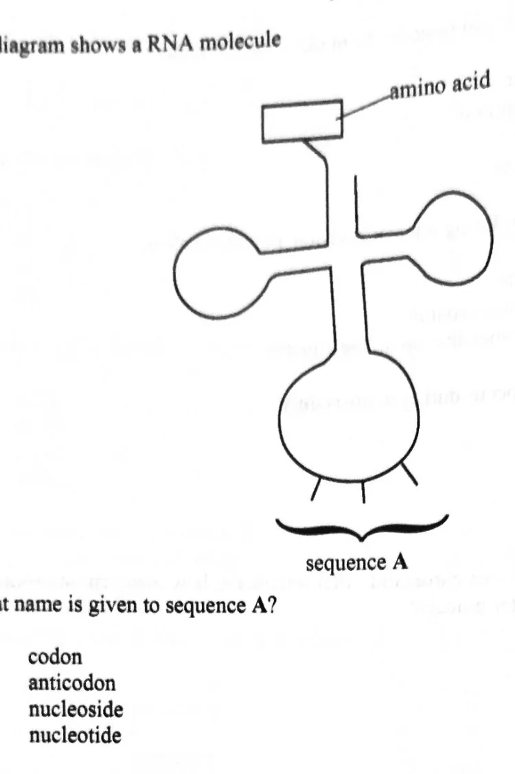 Diagram for Biology Paper 1 November 2023 Question 17