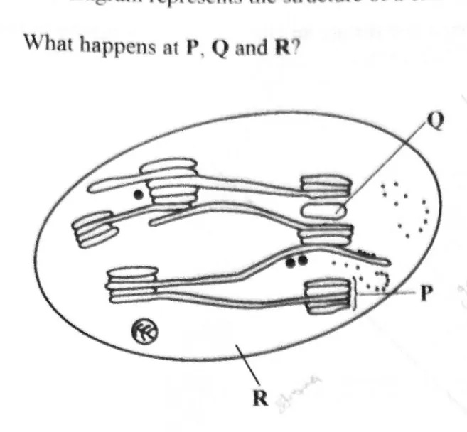Diagram for Biology Paper 1 November 2023 Question 19