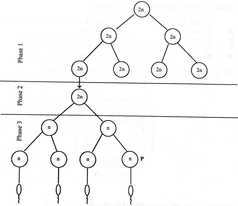 Diagram for Biology Paper 1 November 2023 Question 36
