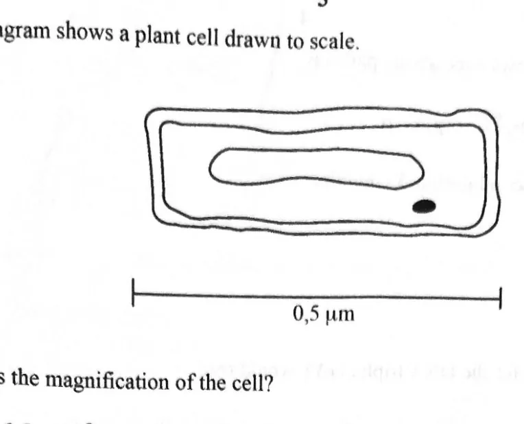 Diagram for Biology Paper 1 November 2023 Question 6