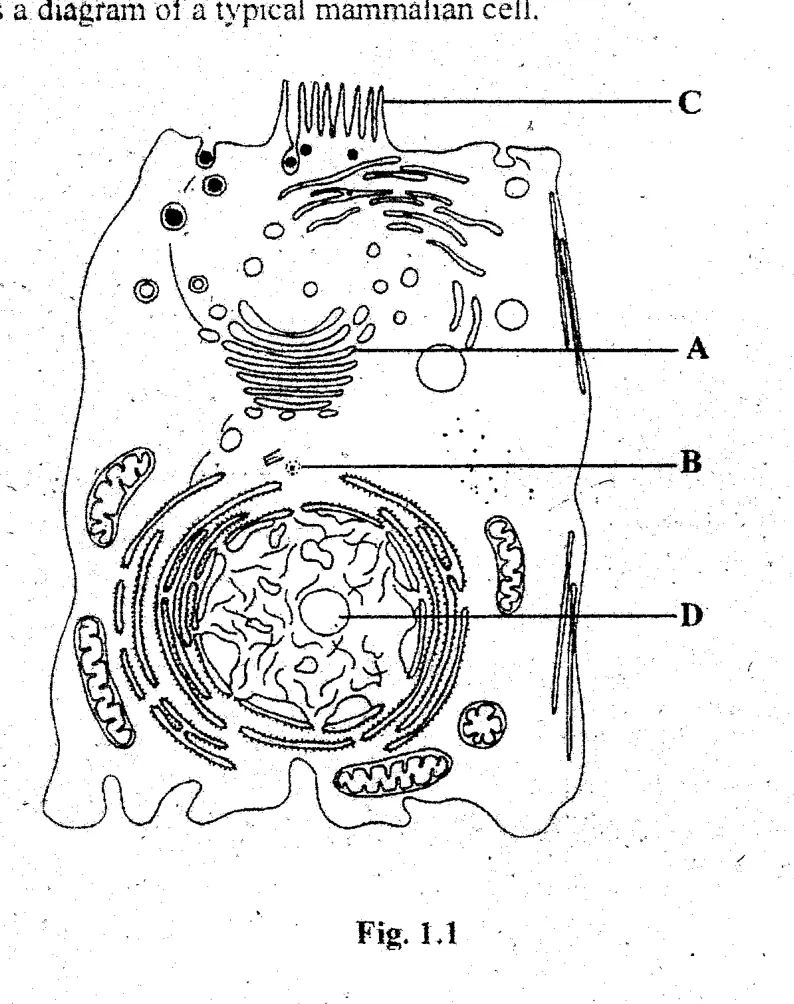 cell structure and organelles - ZIMSEC Biology past paper diagram