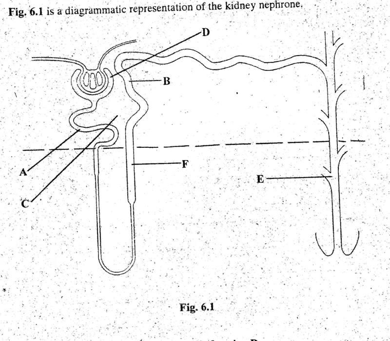 Diagram for Biology Paper 2 November 2003 Section A, Question 6