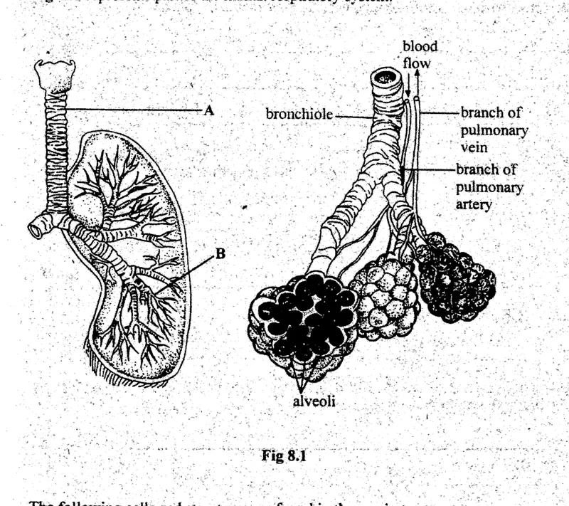 Diagram for Biology Paper 2 November 2003 Section A, Question 8