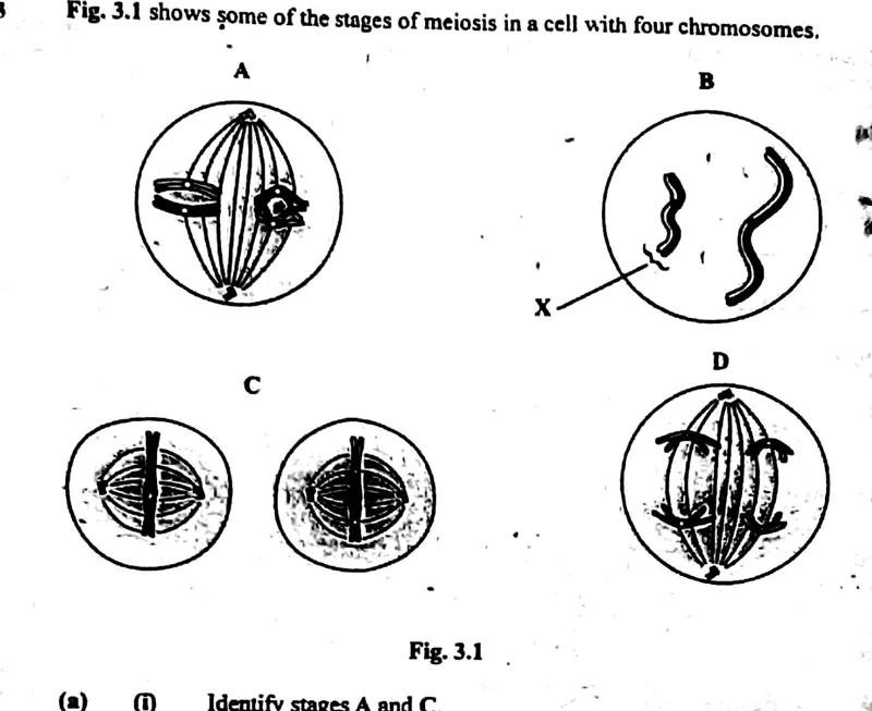 Diagram for Biology Paper 2 June 2004 Section A, Question 3