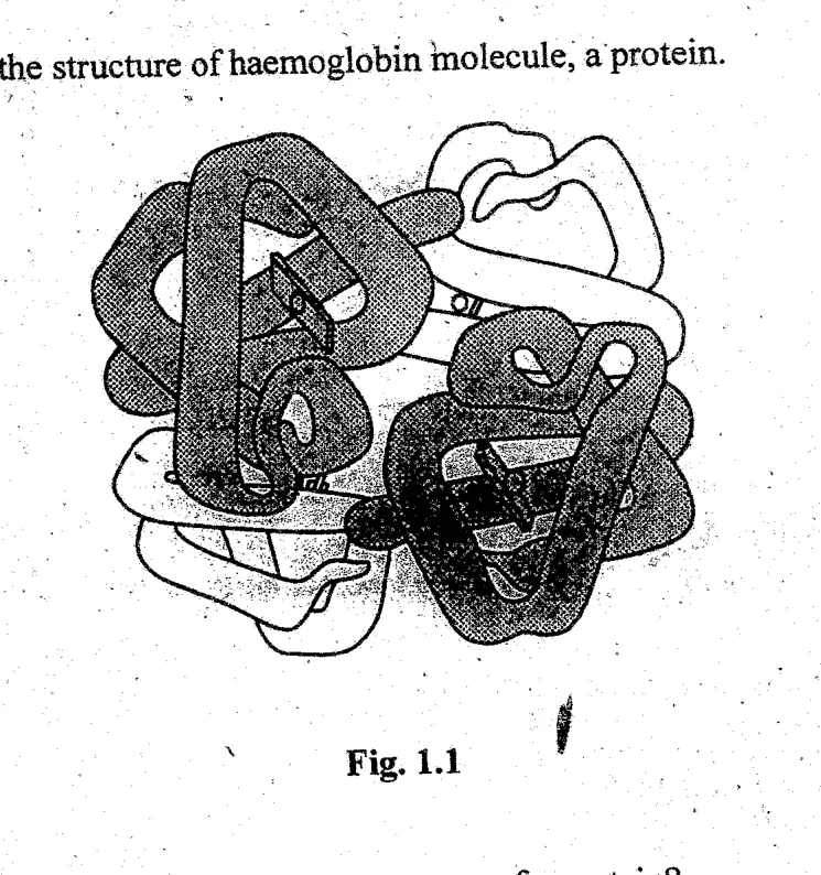 protein structure and haemoglobin - ZIMSEC Biology past paper diagram