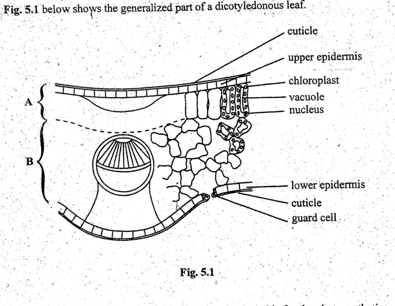Diagram for Biology Paper 2 November 2004 Section A, Question 5