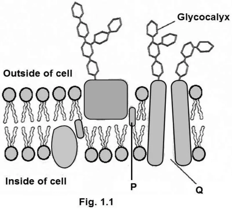 Diagram for Biology Paper 2 November 2008 Question 1601