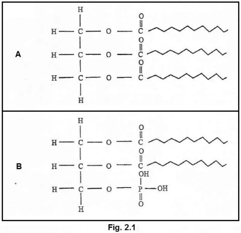 Diagram for Biology Paper 2 June 2016 Question 1901
