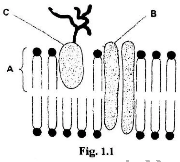Diagram for Biology Paper 2 June 2019 Question 101
