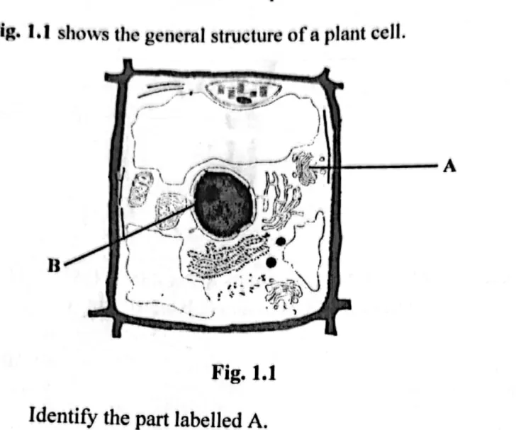 cell structure and microscopy - ZIMSEC Biology past paper diagram