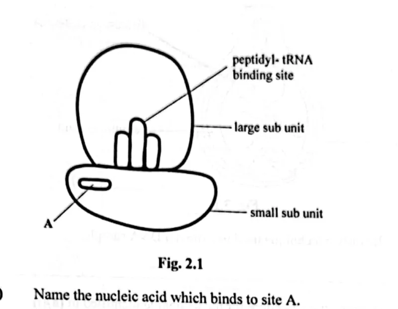 Diagram for Biology Paper 2 November 2024 Question 201