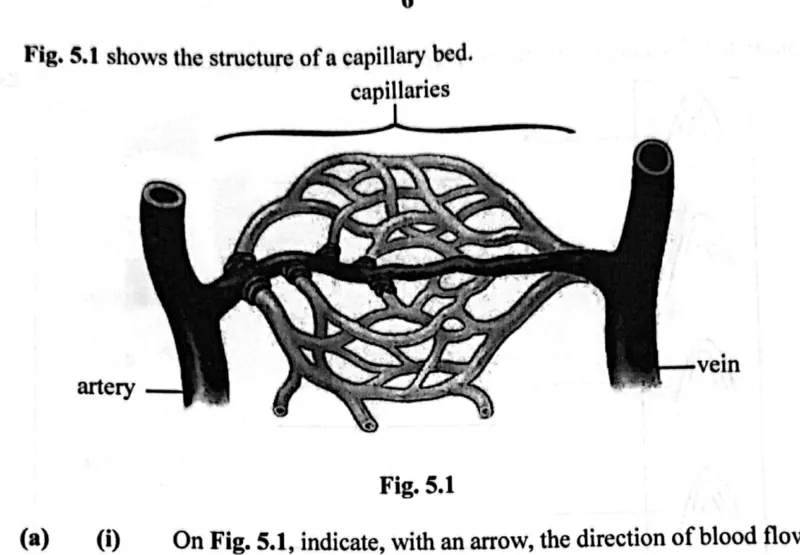 Diagram for Biology Paper 2 November 2024 Question 502