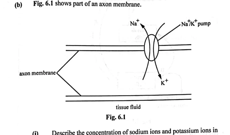 Diagram for Biology Paper 2 November 2024 Question 602
