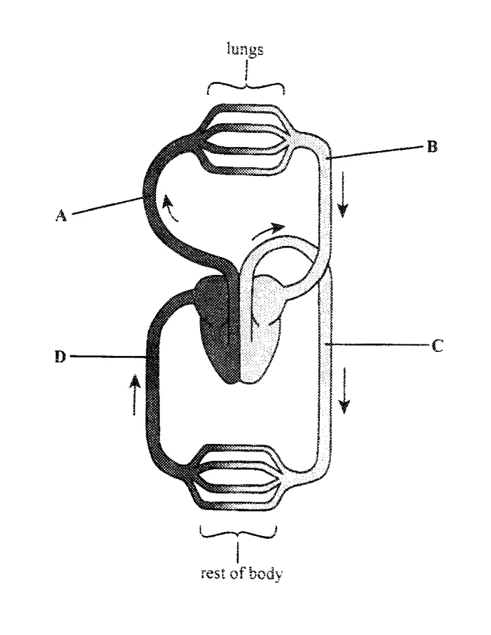 Diagram for Combined Science Paper 1 June 2019 Question 9