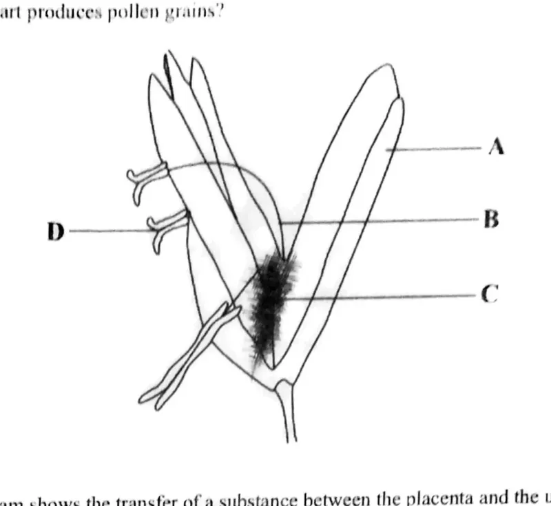 Diagram for Combined Science Paper 1 June 2020 Question 11