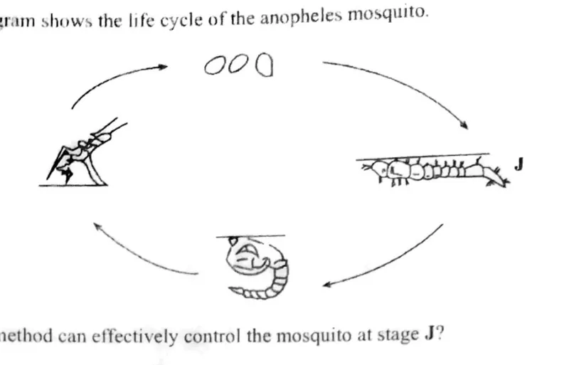 Diagram for Combined Science Paper 1 June 2020 Question 13