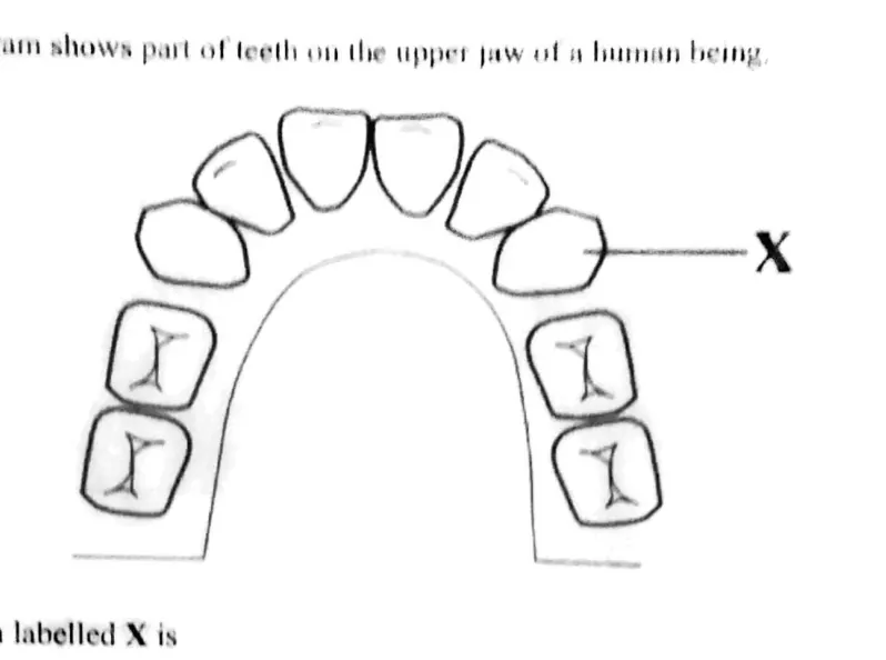 Biology - ZIMSEC Combined Science past paper diagram