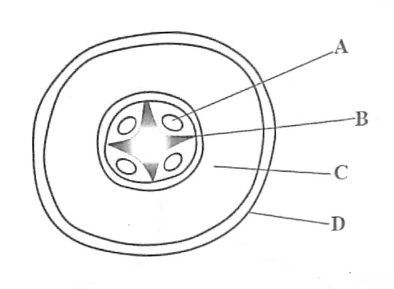 Biology - ZIMSEC Combined Science past paper diagram