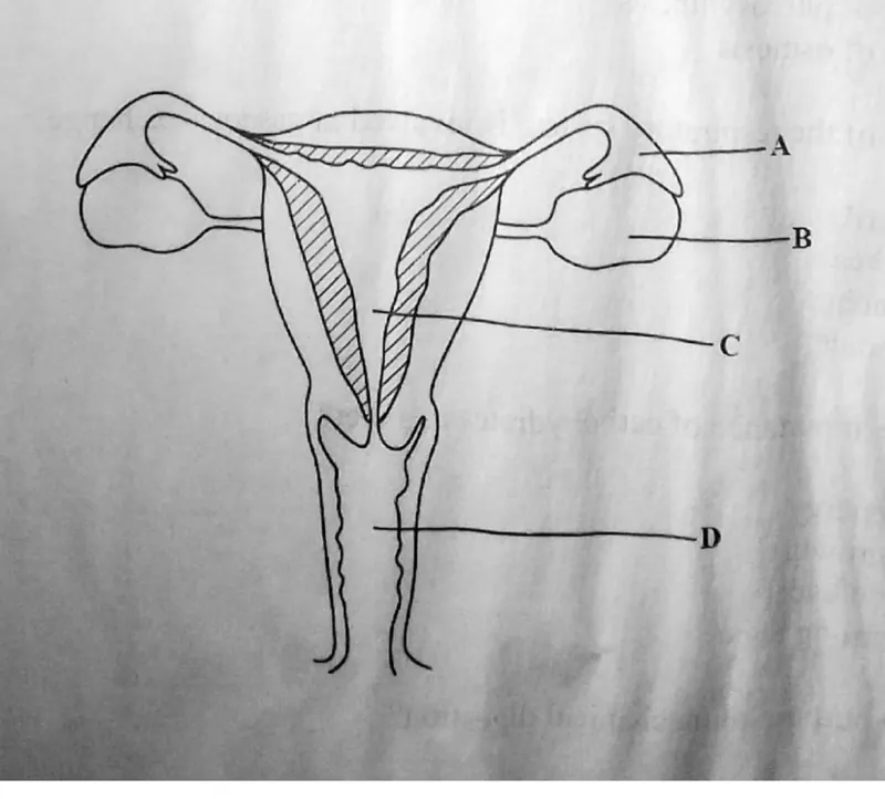 Diagram for Combined Science Paper 1 November 2022 Question 12