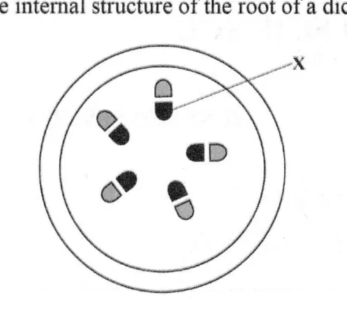 Diagram for Combined Science Paper 1 June 2023 Question 2