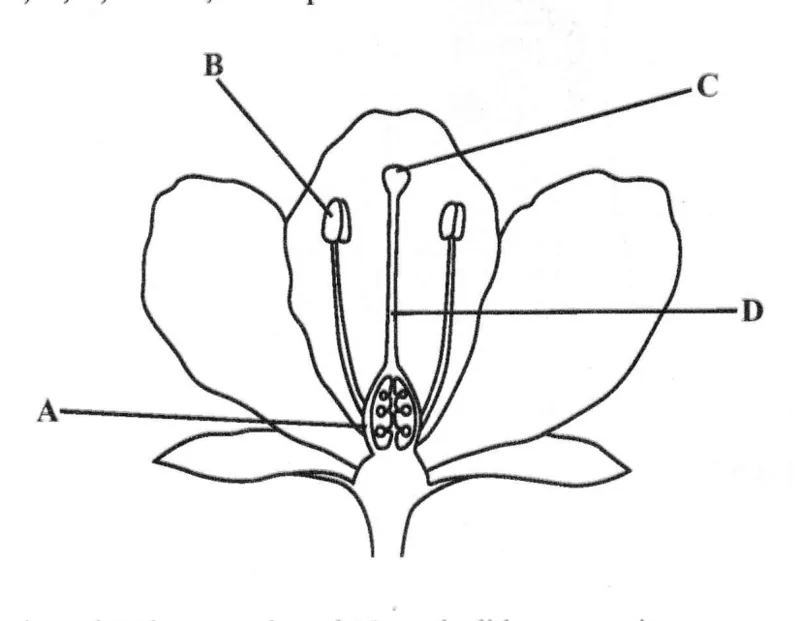 Diagram for Combined Science Paper 1 June 2023 Question 7