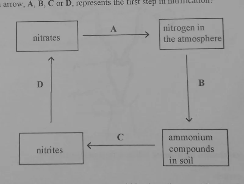 Diagram for Combined Science Paper 1 November 2023 Question 7