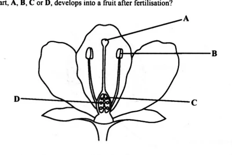 Diagram for Combined Science Paper 1 June 2024 Question 10