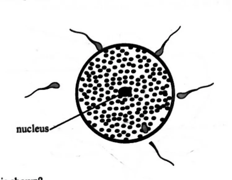 Diagram for Combined Science Paper 1 June 2024 Question 12