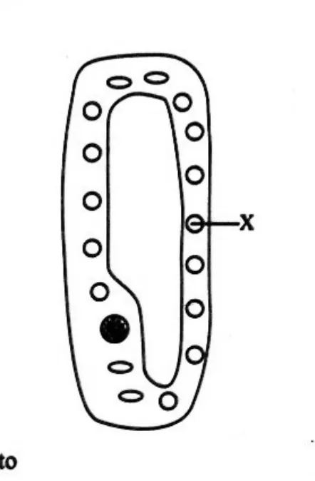 Diagram for Combined Science Paper 1 June 2024 Question 1