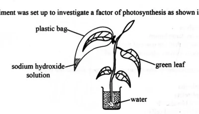Diagram for Combined Science Paper 1 June 2024 Question 6