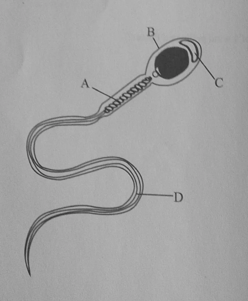 Diagram for Combined Science Paper 1 November 2024 Question 10