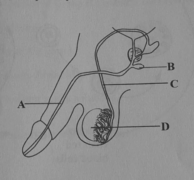 Diagram for Combined Science Paper 1 November 2024 Question 12