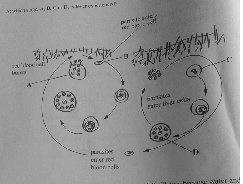 Diagram for Combined Science Paper 1 November 2024 Question 14