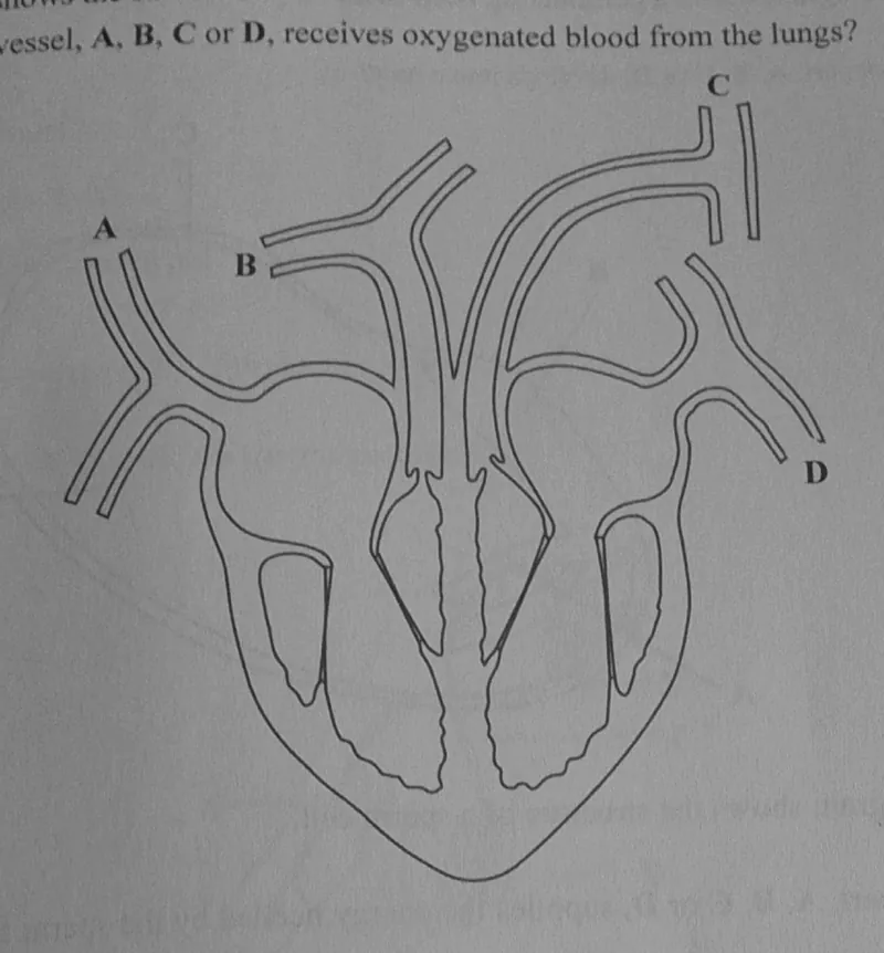 Diagram for Combined Science Paper 1 November 2024 Question 7