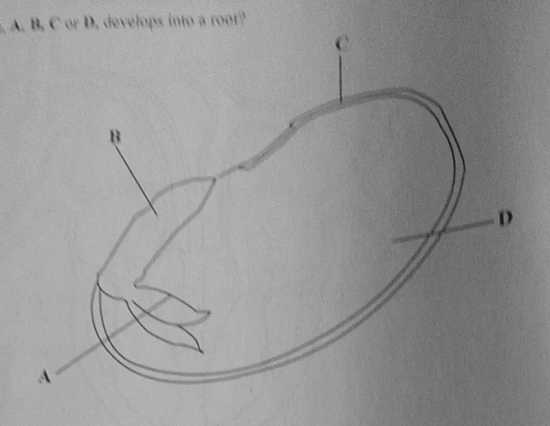 Diagram for Combined Science Paper 1 November 2024 Question 9