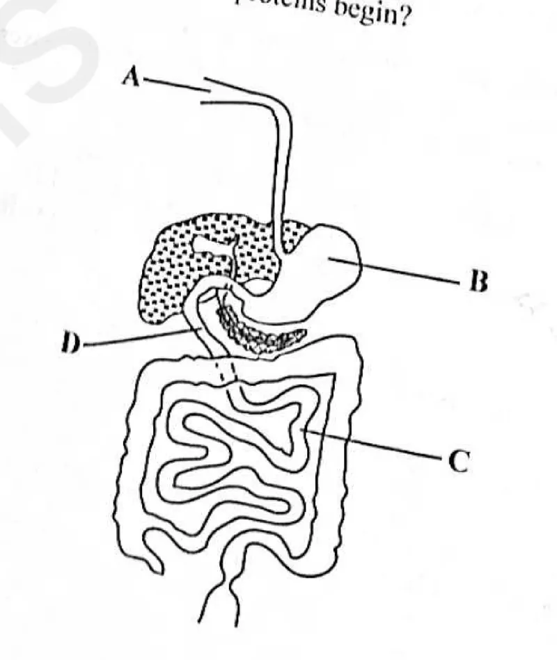 Diagram for Combined Science Paper 1 June 2025 Question 3
